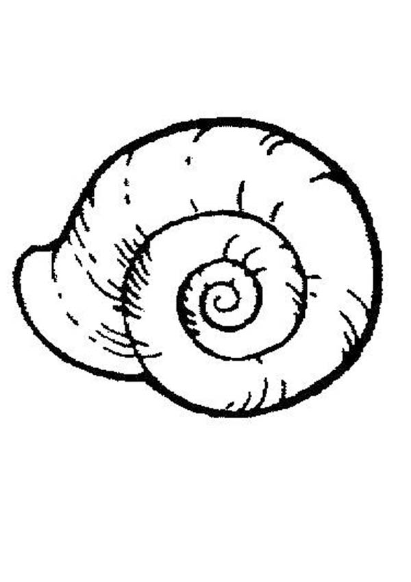 violet sea snail Colouring Pages