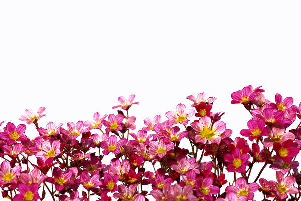 Free stock photos - Rgbstock - free stock images | Flower border ...