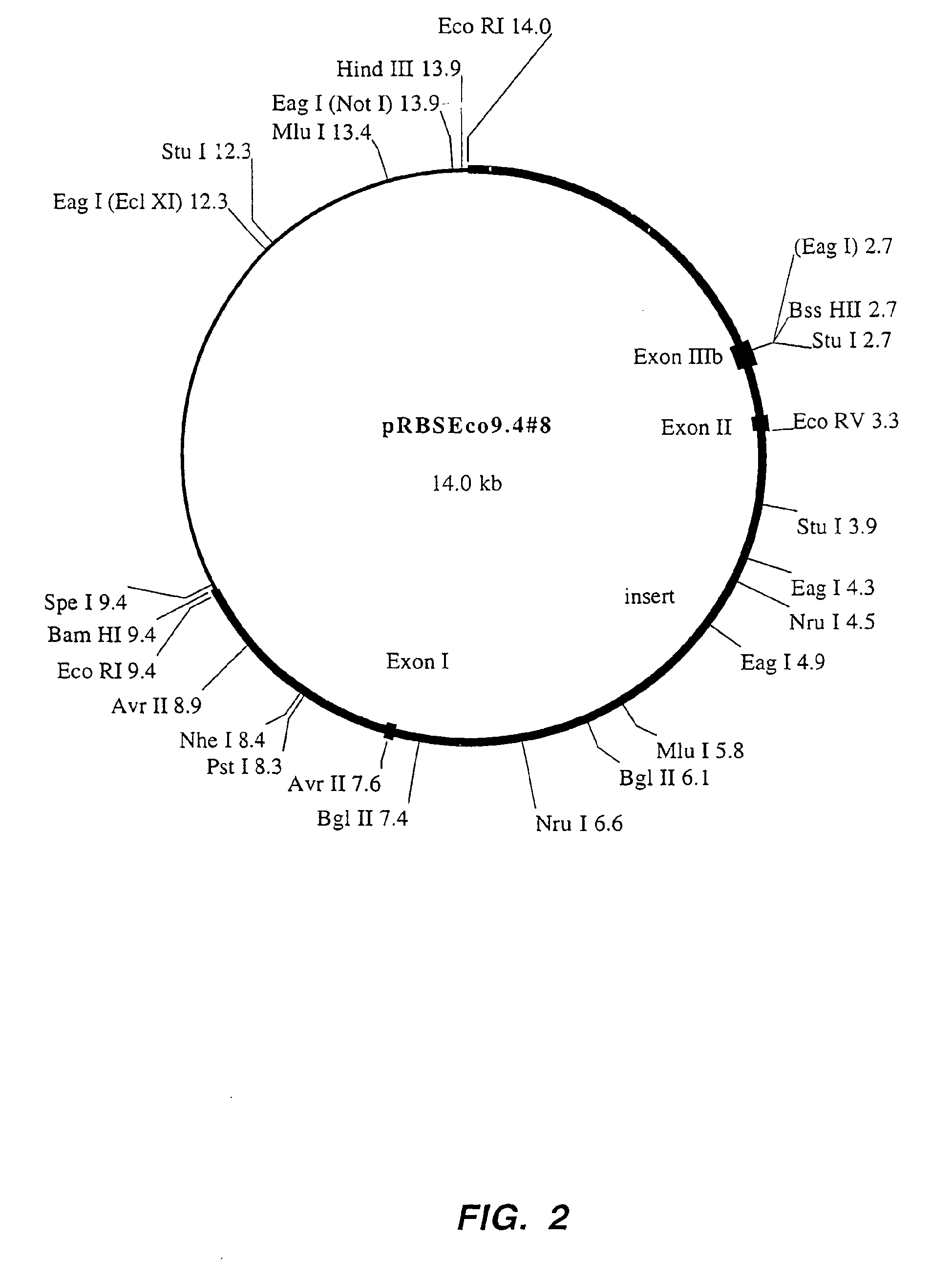 Patent EP1002071B1 - Human glial cell line-derived neurotrophic ...