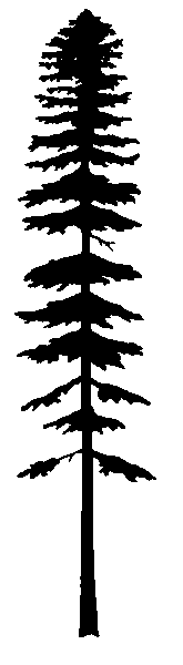 GR05_Abies_ama_silhouette.gif