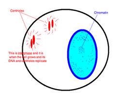 ENVORGANELLES - CENTRIOLES 8 JC