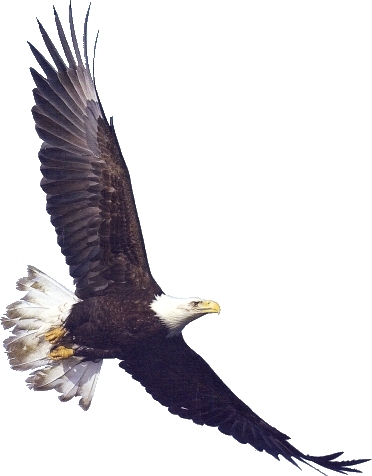 american flag eagle clip art
