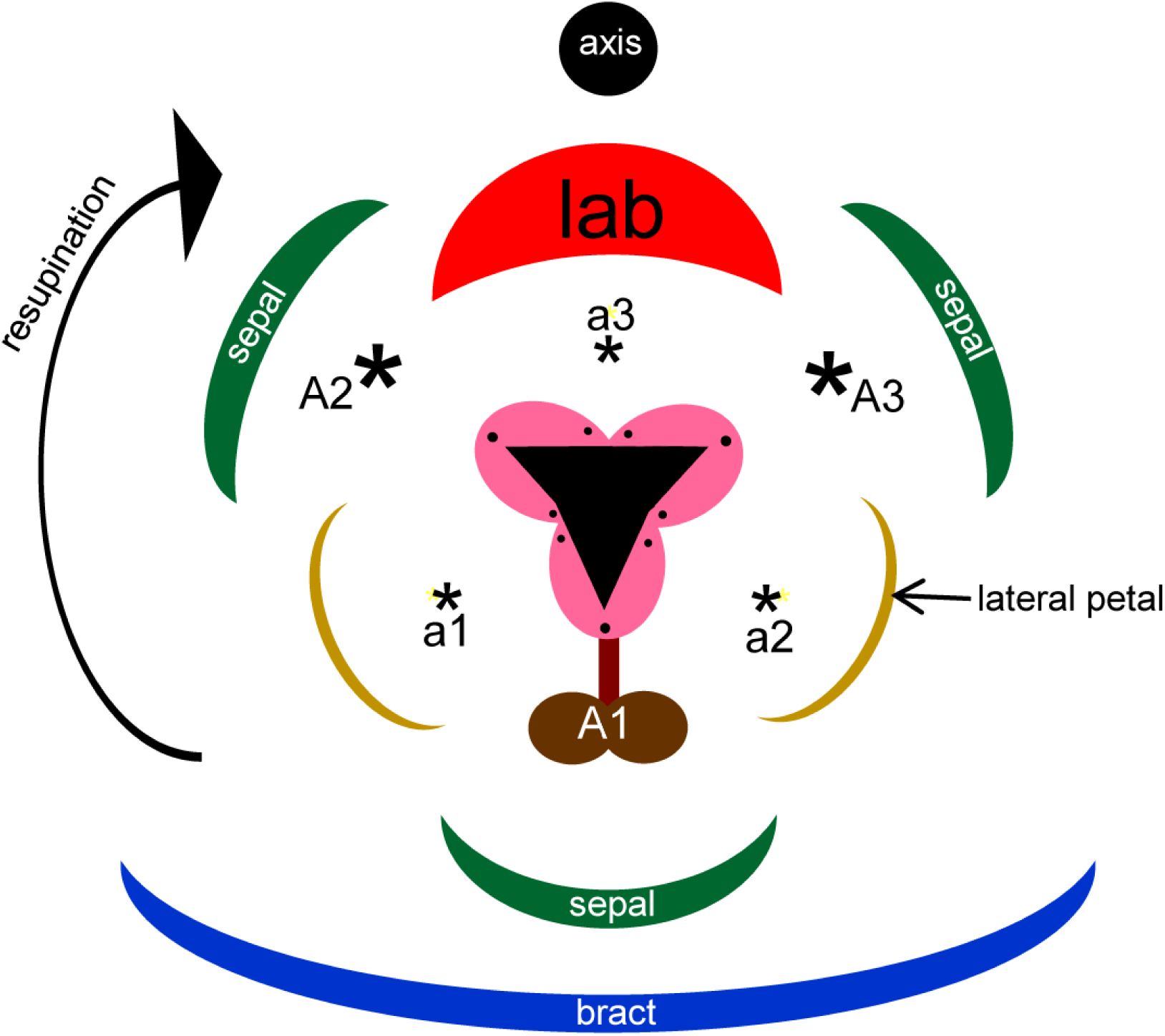 Organ homologies in orchid flowers re-interpreted using the Musk ...