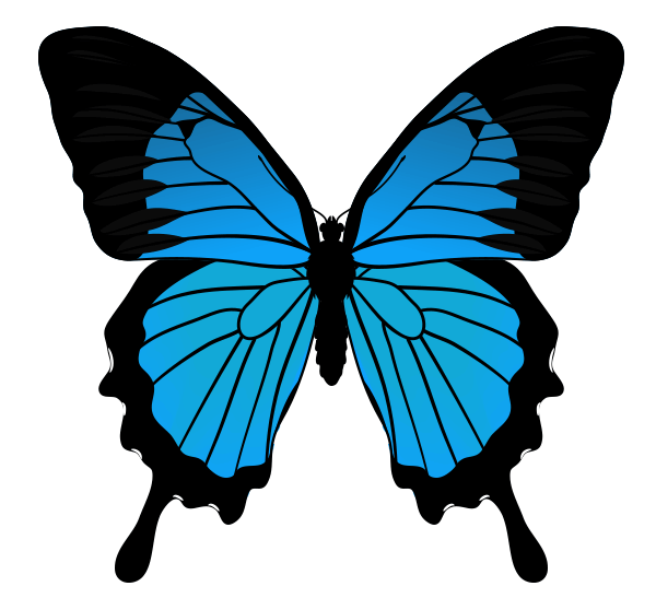Butterfly Drawing With Details - ClipArt Best
