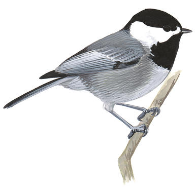 Black-capped Chickadee | Audubon Field Guide