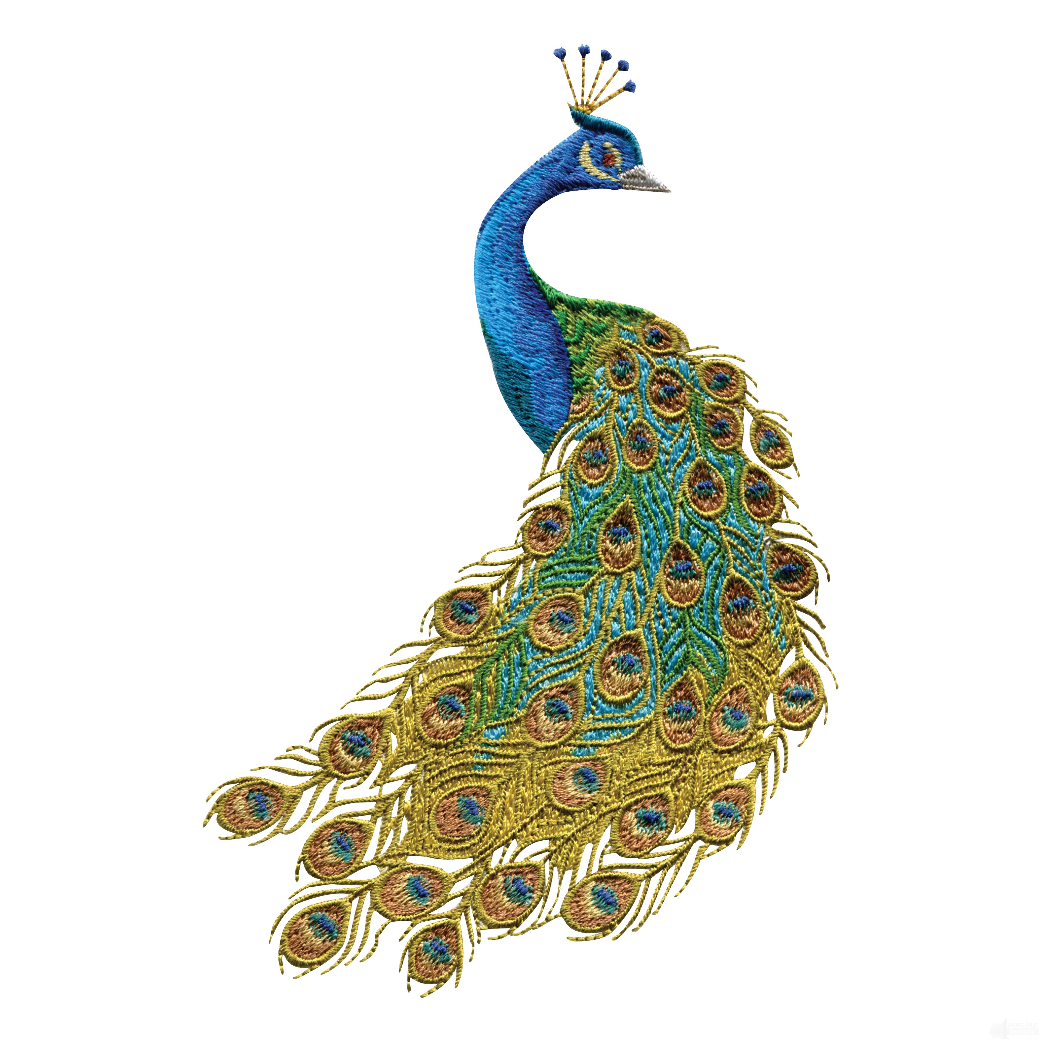 Peacock Images Collection (46+)