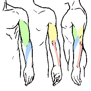 Arm Bones | Anatomy, Radius And ...
