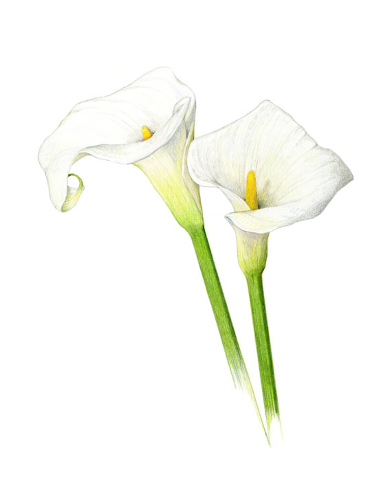 Calla lilies 12x16 Archival print of my by SarahMellingDrawings