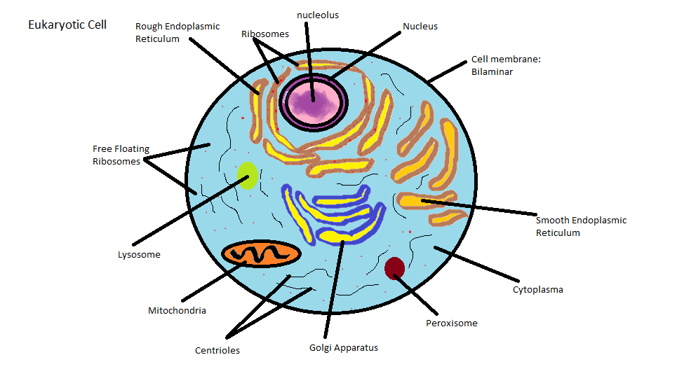 Final Exam Study Cards - Biology 1107 with Davis at Georgia ...