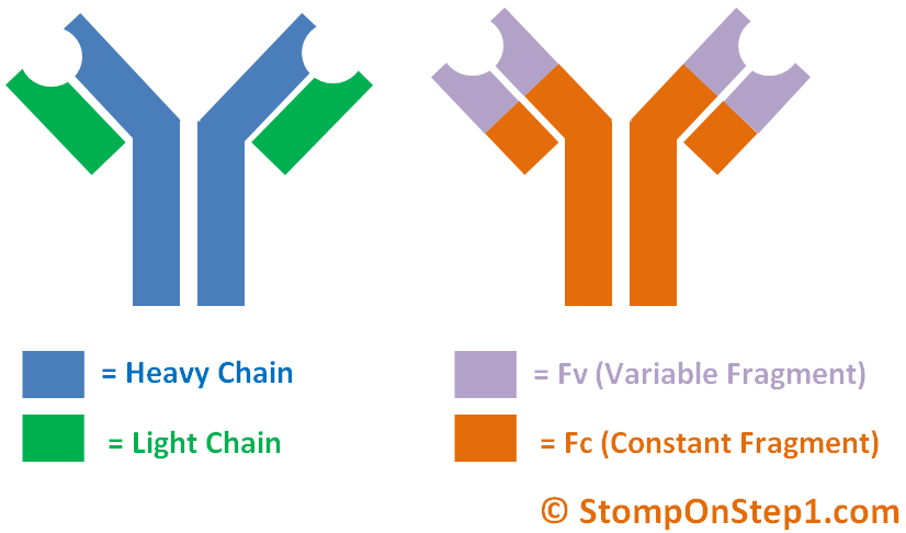 Antibody Structure/Activity &amp; Autoantibodies | Stomp On Step1