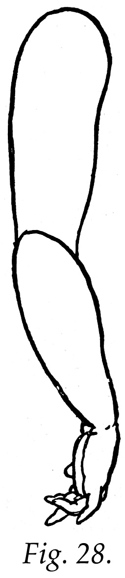 Figure Drawing Children -Caroline Hunt Rimmer