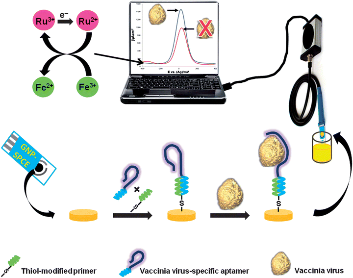 Multifunctional electrochemical aptasensor for aptamer clones ...