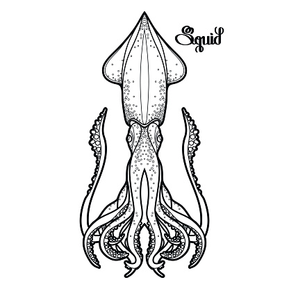 Cuttlefish Clip Art, Vector Images &amp; Illustrations