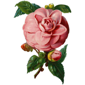 flower fillers - Polyvore