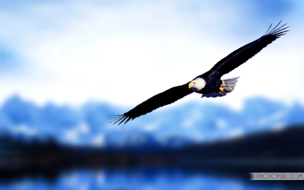 Flying Wallpapers, Full HDQ Flying Pictures and Wallpapers ...