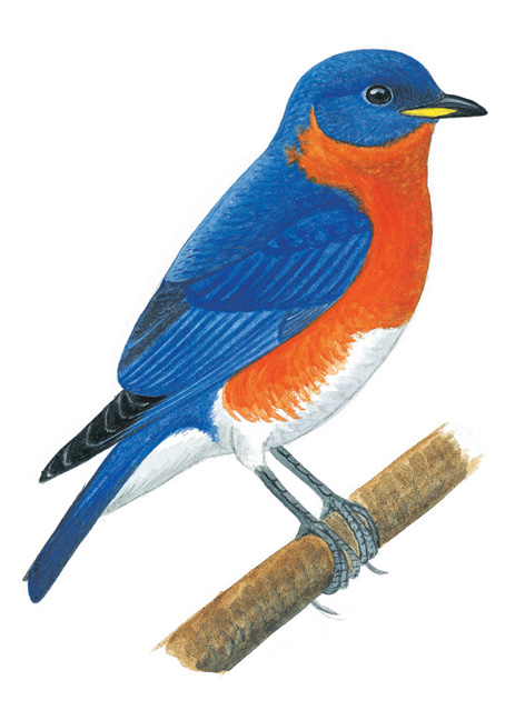 Magazine 2011 September - The Bird Artist