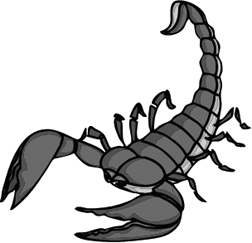 Drawings of Scorpions and Other Creepy Invertebrates With a Sting ...