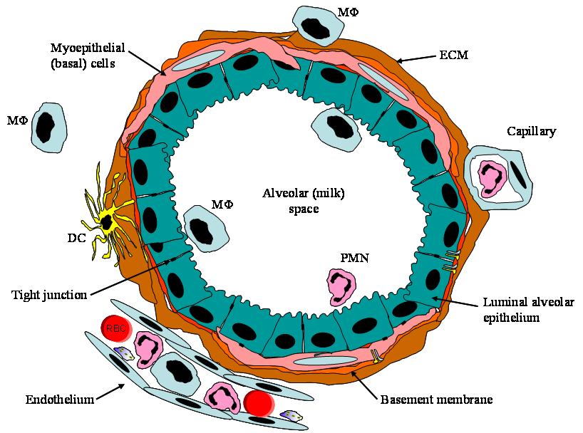 alveolus - Dictionary