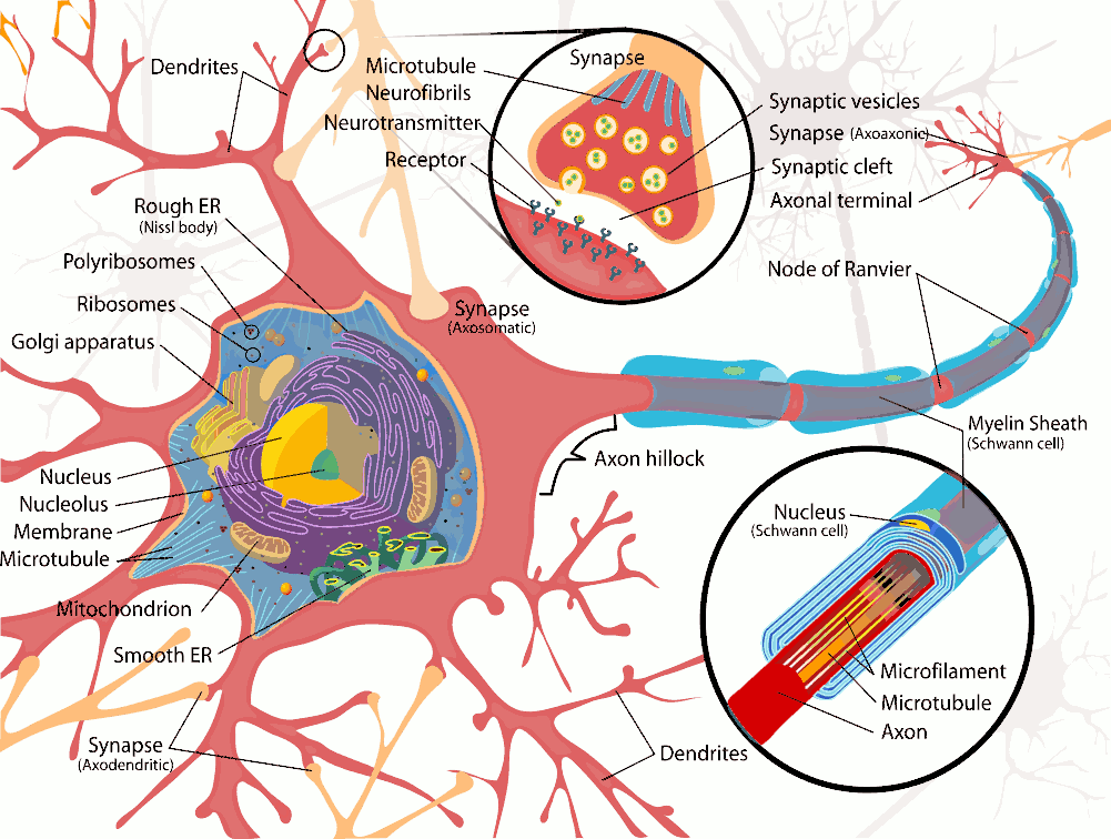 lesson 2 - the materialistic mind - your brain's ingredients ...