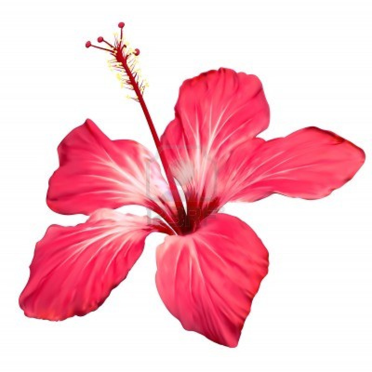 Hawaiian Flower Clipart 15296 Hd Wallpapers Background in Flowers ...