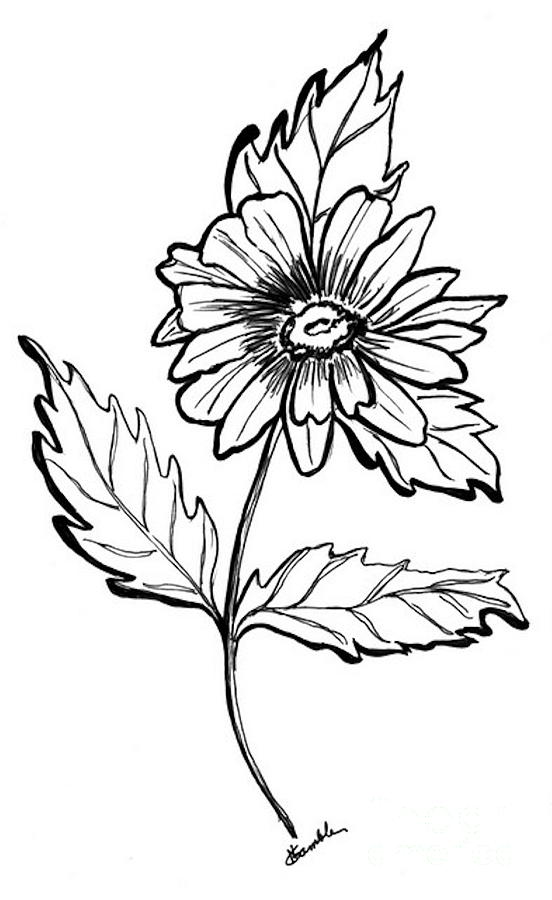 Daisy Drawing by Nancy Rucker - Daisy Fine Art Prints and Posters ...