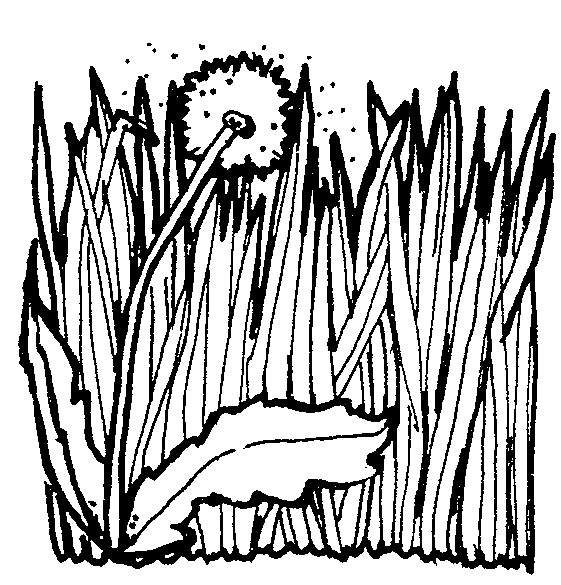 Dandelion Grass | Mormon Share