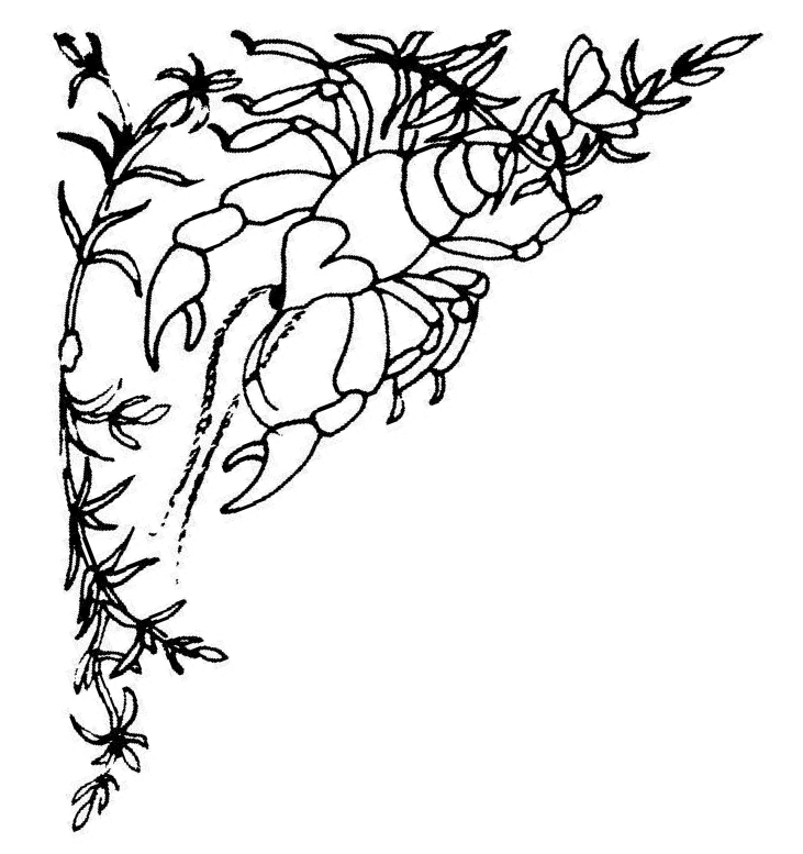 Flower Corner Border Black And White - ClipArt Best