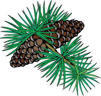 Cartoon Pine Cone - ClipArt Best