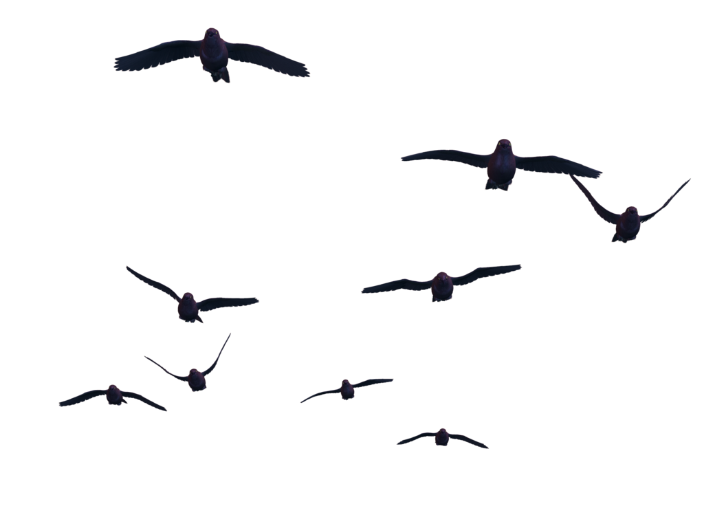 Birds Png - Free Icons and PNG Backgrounds