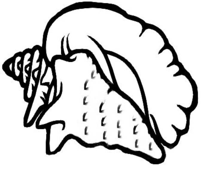 Conch Shell Drawing | Free Download Clip Art | Free Clip Art | on ...