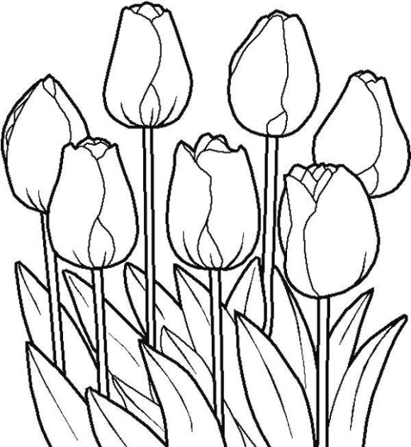 Tulip Flower Sketch - ClipArt Best