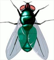 Free Flies Clipart - Free Clipart Graphics, Images and Photos ...