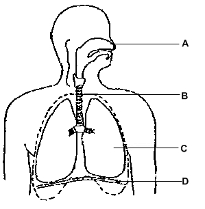 Respiratory System Clipart