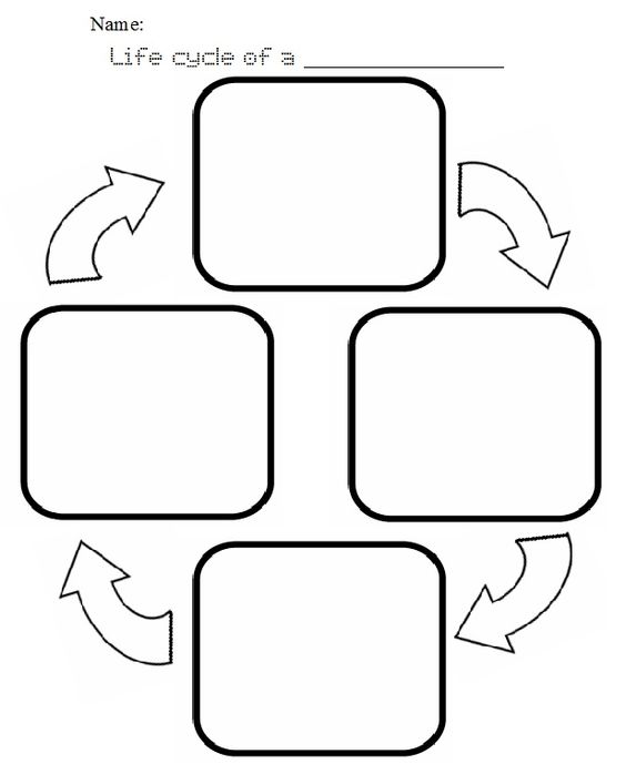 We, Animals and Life cycles