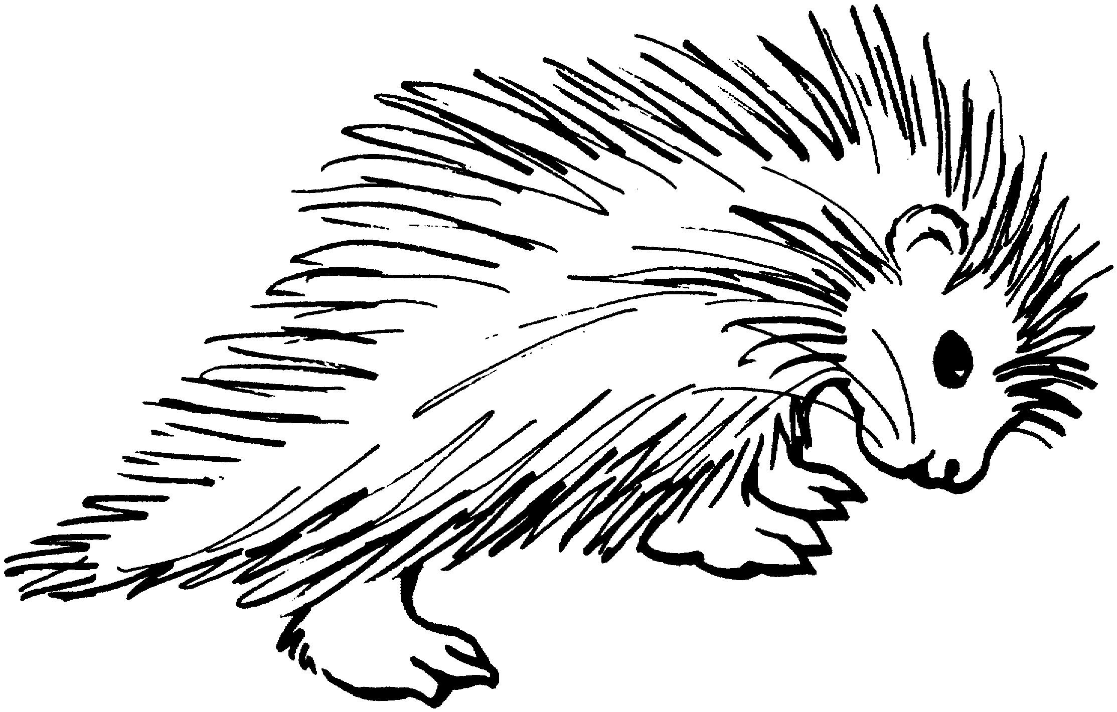 Porcupine Clip Art