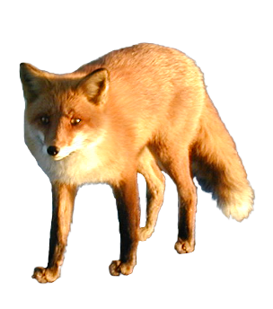Some Fox Facts You Need to Know | PNG All