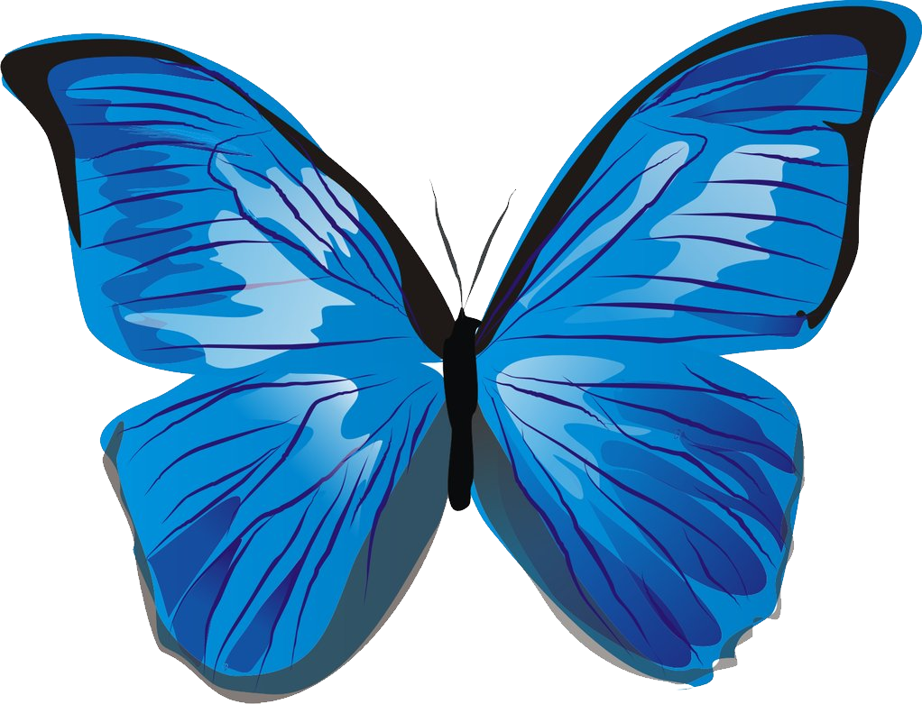 Butterfly PNG image, free picture download