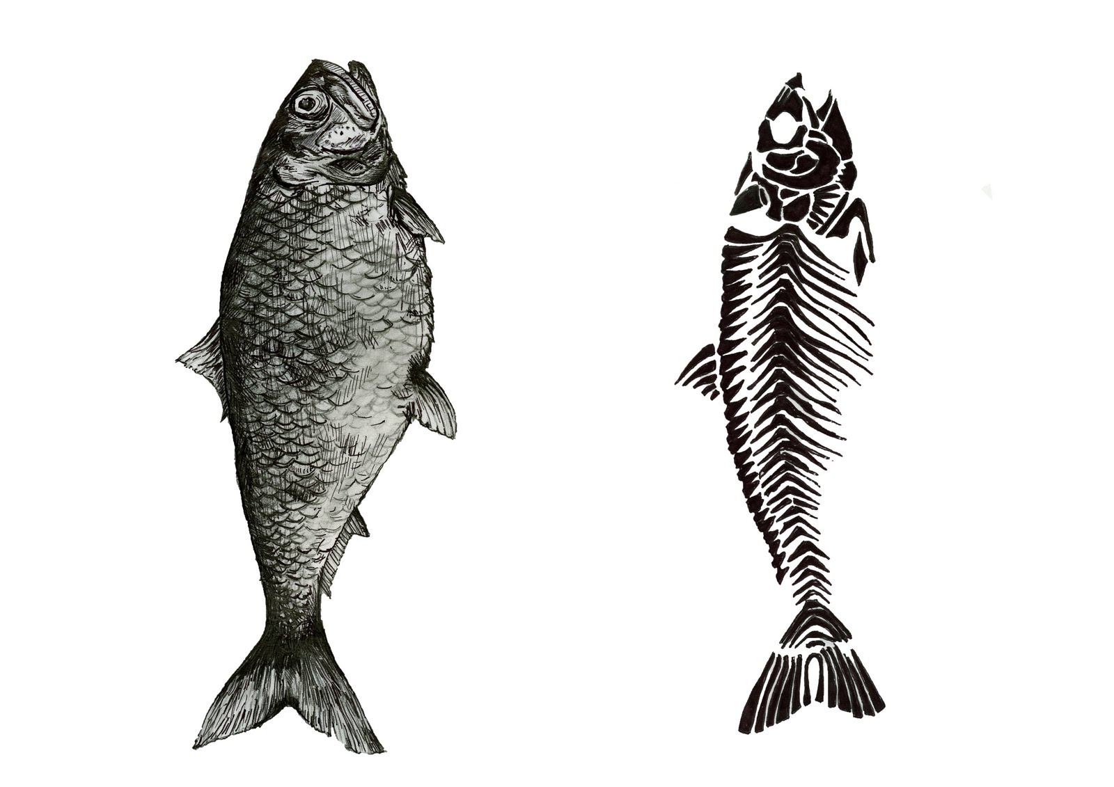 cartoon fish bone 