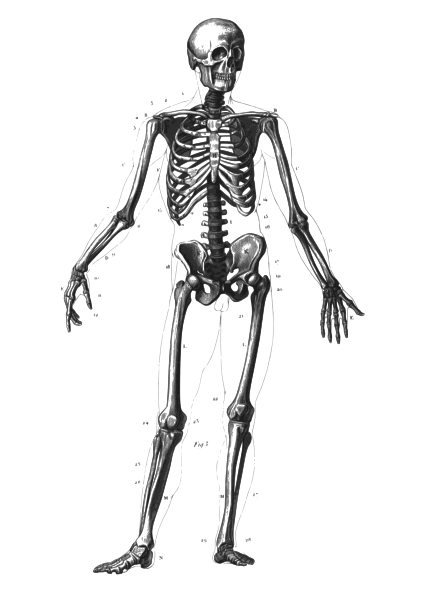 Printable skeletal system chart Keep Healthy Eating Simple