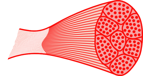 Skeletal Muscle clip art - Free Clipart Images