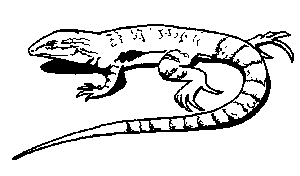 lizard.gif