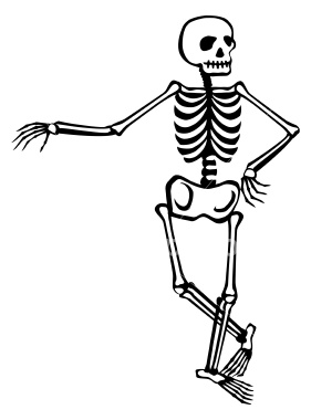 Sweet Articles: The Human skeleton