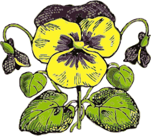 Pansy clip art - vector clip art online, royalty free & public domain