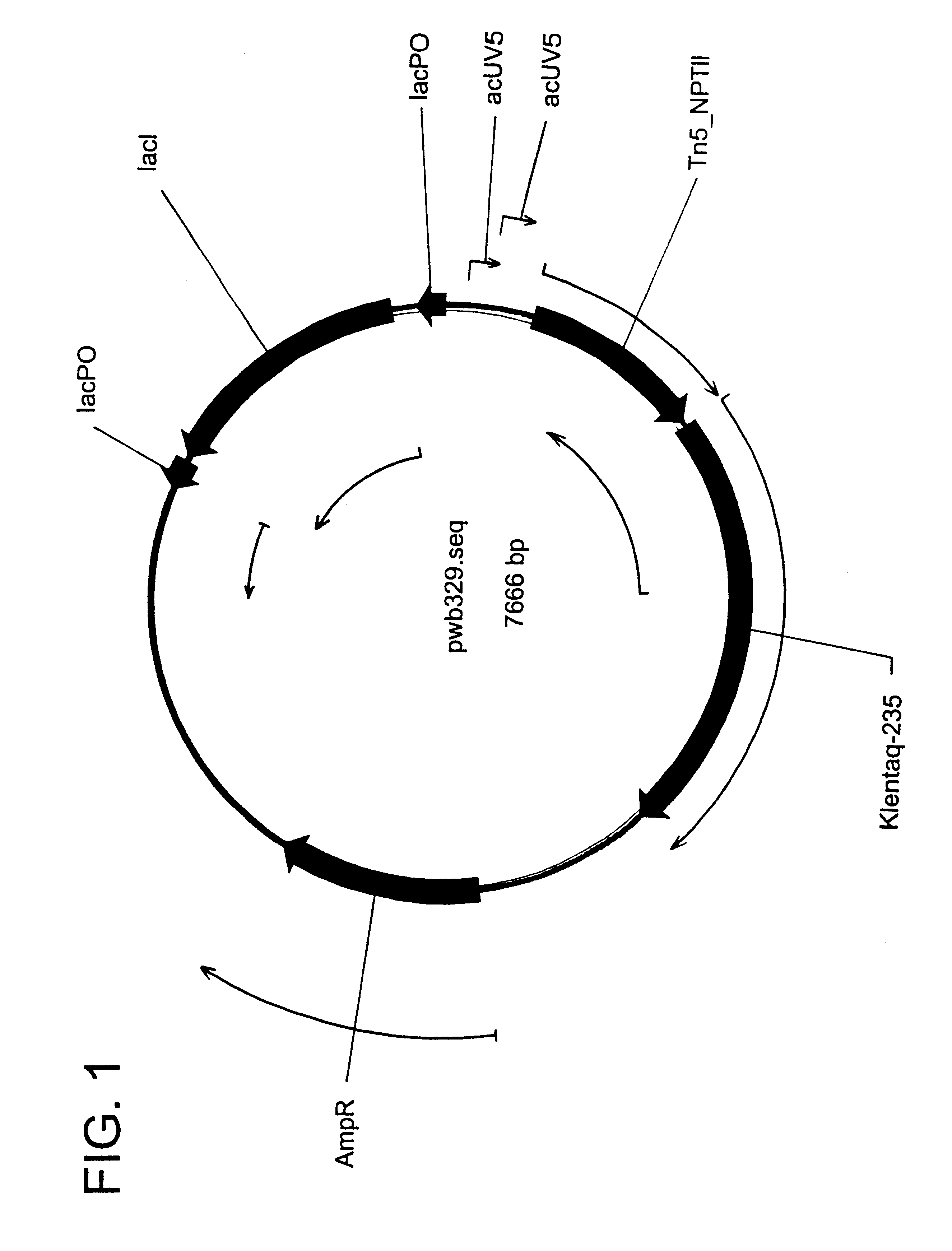Patent US6333159 - Cold sensitive mutant DNA polymerases and ...