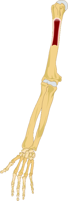 Skeletal System