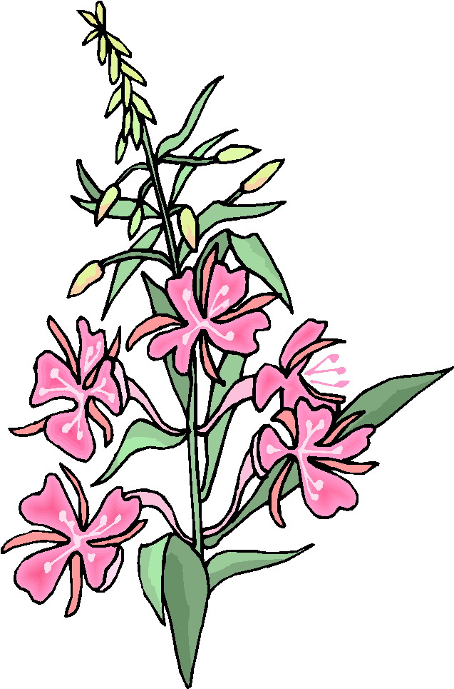 Plants Clip Art