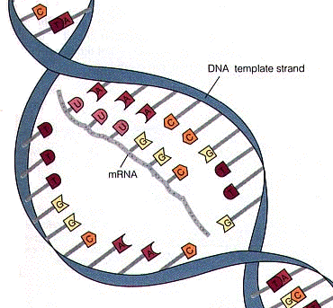 Anatomy 101: Unit 4