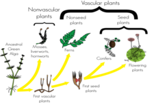 Life Cycle of Nonvascular Plants ( Read ) | Biology | CK-12 Foundation