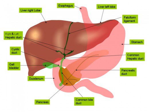 Fun Facts About The Digestive System