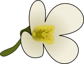 Dogwood Flower Clipart